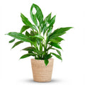 Spathiphyllum (fleur de lys) avec panier – Ø21 cm, 80 cm de haut