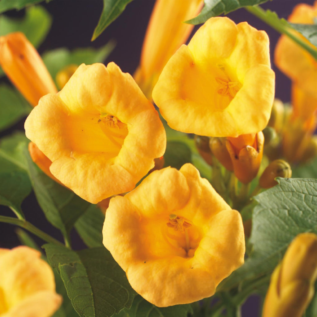 Campsis radicans 'Flave' (trompetklatrer) – gul – 2 planter, Ø11 cm, 40 cm høje – billede 4