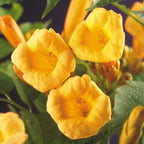 Campsis radicans 'Flave' (trompetklatrer) – gul – 2 planter, Ø11 cm, 40 cm høje