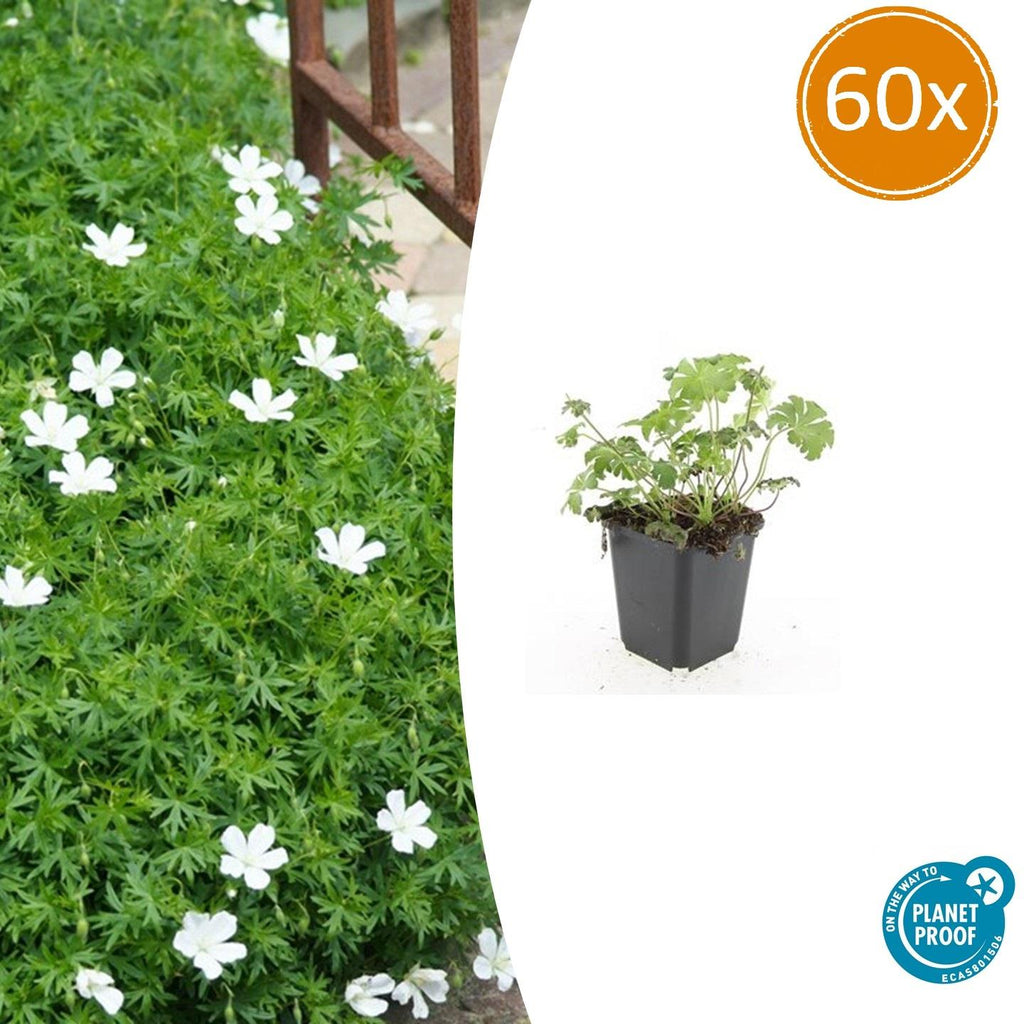 Geranium sanguineum 'Album' (cranesbill) – 60 plants, Ø9 cm, 10–25 cm high – photo 2