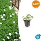 Geranium sanguineum 'Album' (cranesbill) – 60 plants, Ø9 cm, 10–25 cm high
