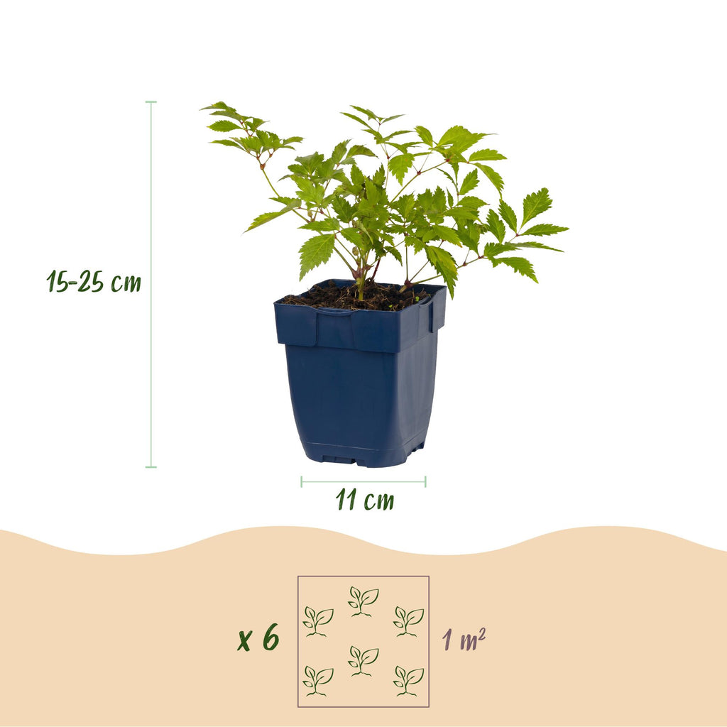 Astilbe 'Deutschland' (fjergræs) – hvid – 24 planter, Ø11 cm, 15–25 cm høj – billede 3