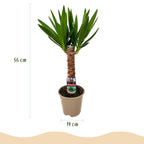 Yucca elephantipes – Ø14 cm, 55 cm hoog