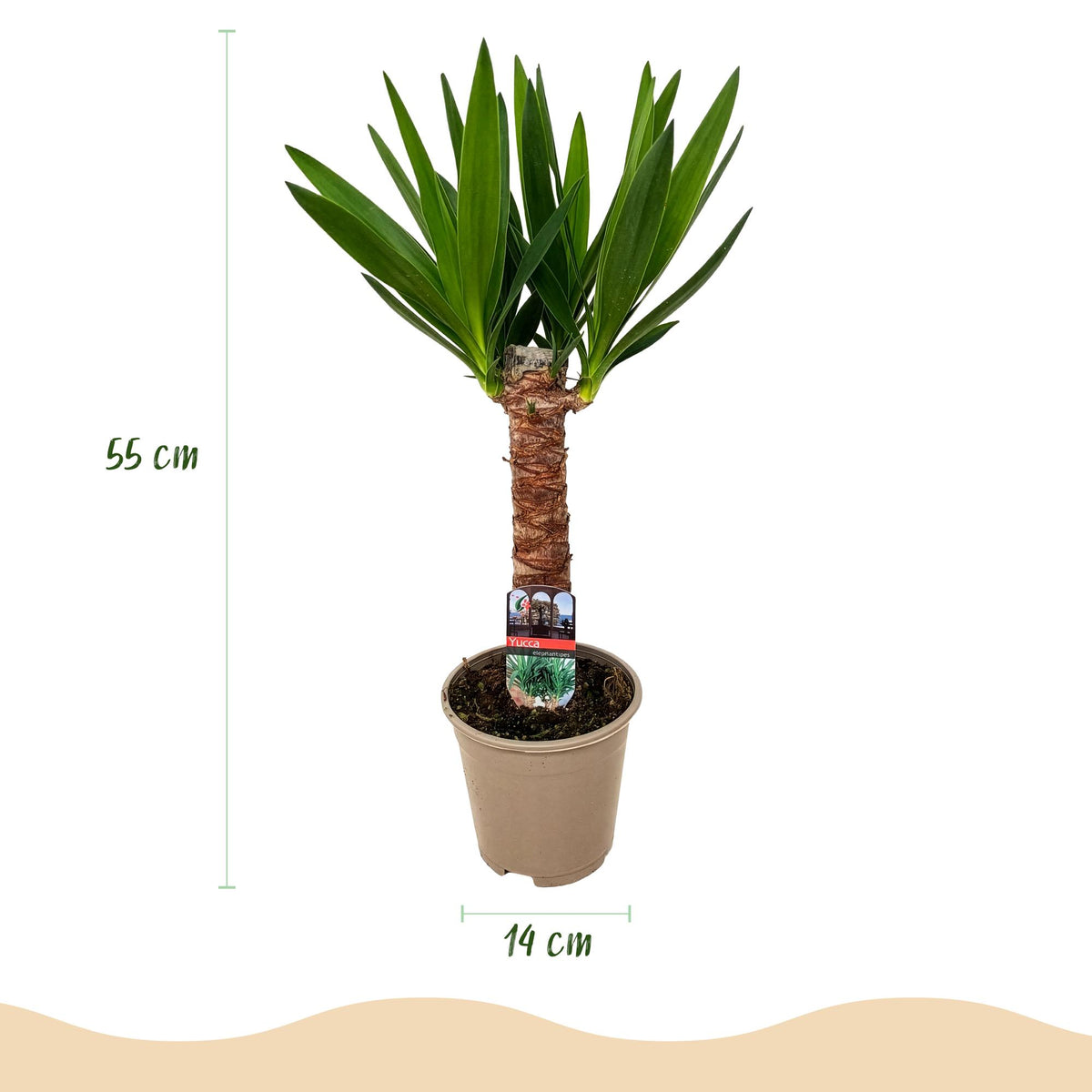 Yucca elephantipes – Ø 14 cm, 55 cm hoch