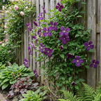 Clematis 'Viticella Polish Spirit' (Virgin's-bow-delft) – purple – 6 plants, Ø9 cm, 35 cm high