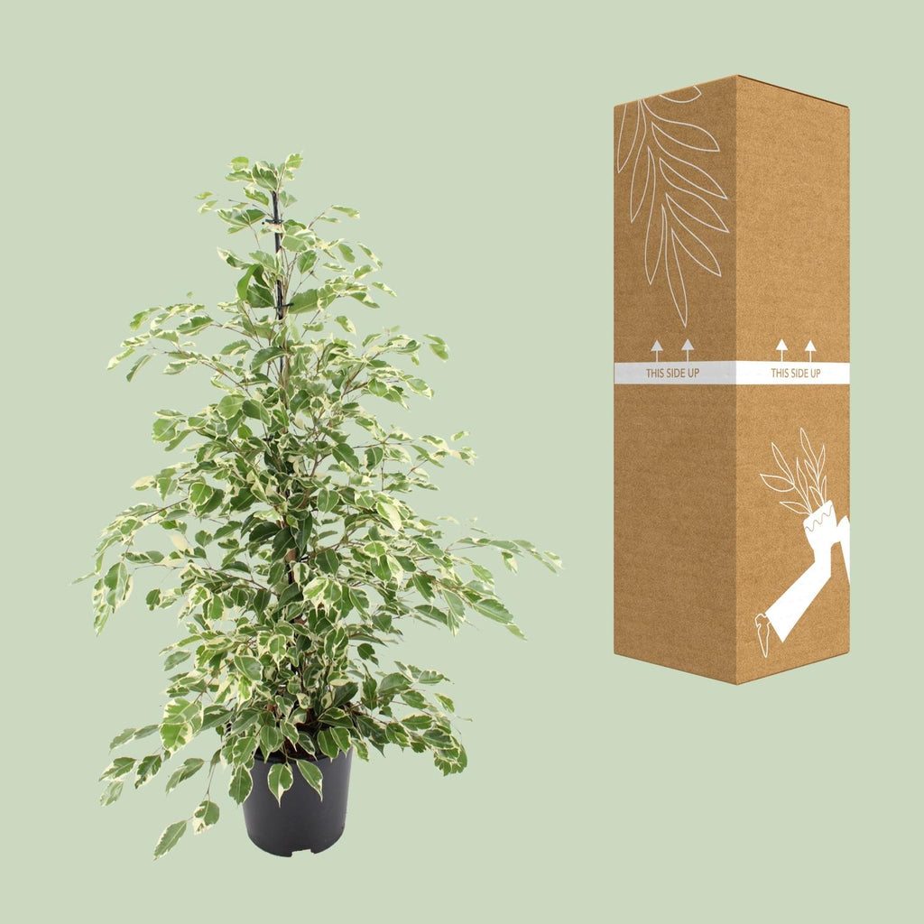 Ficus benjamina Twilight (ficus pleureur) – Ø21 cm, 95 cm de haut