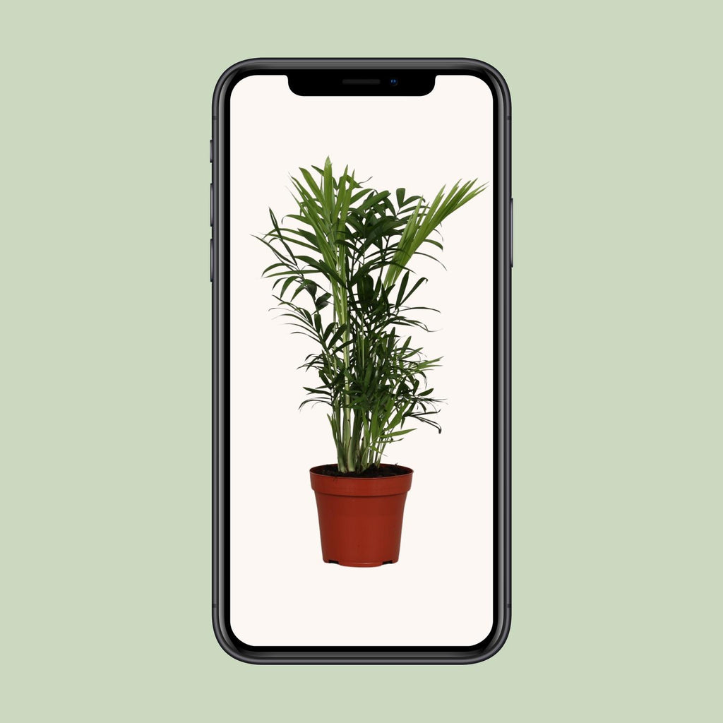 Chamaedorea elegans (bergpalm) – Ø12 cm, 40 cm hoog