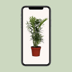 Chamaedorea elegans (bergpalm) – Ø12 cm, 40 cm hoog