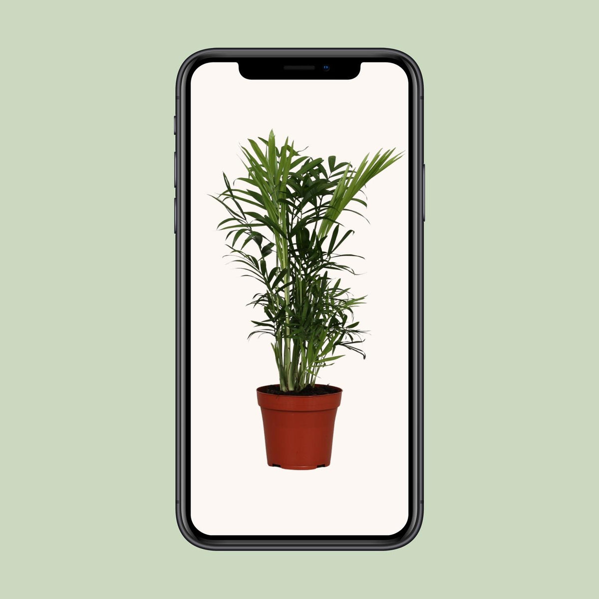 Chamaedorea elegans (bergpalm) – Ø12 cm, 40 cm hoog