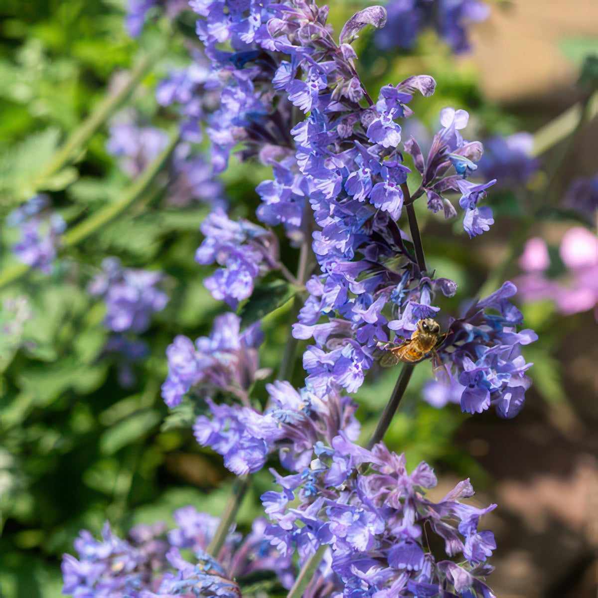 Nepeta 'Six Hills Giant' (catmint) – 6 plants, Ø9 cm, 10–25 cm high – photo 5