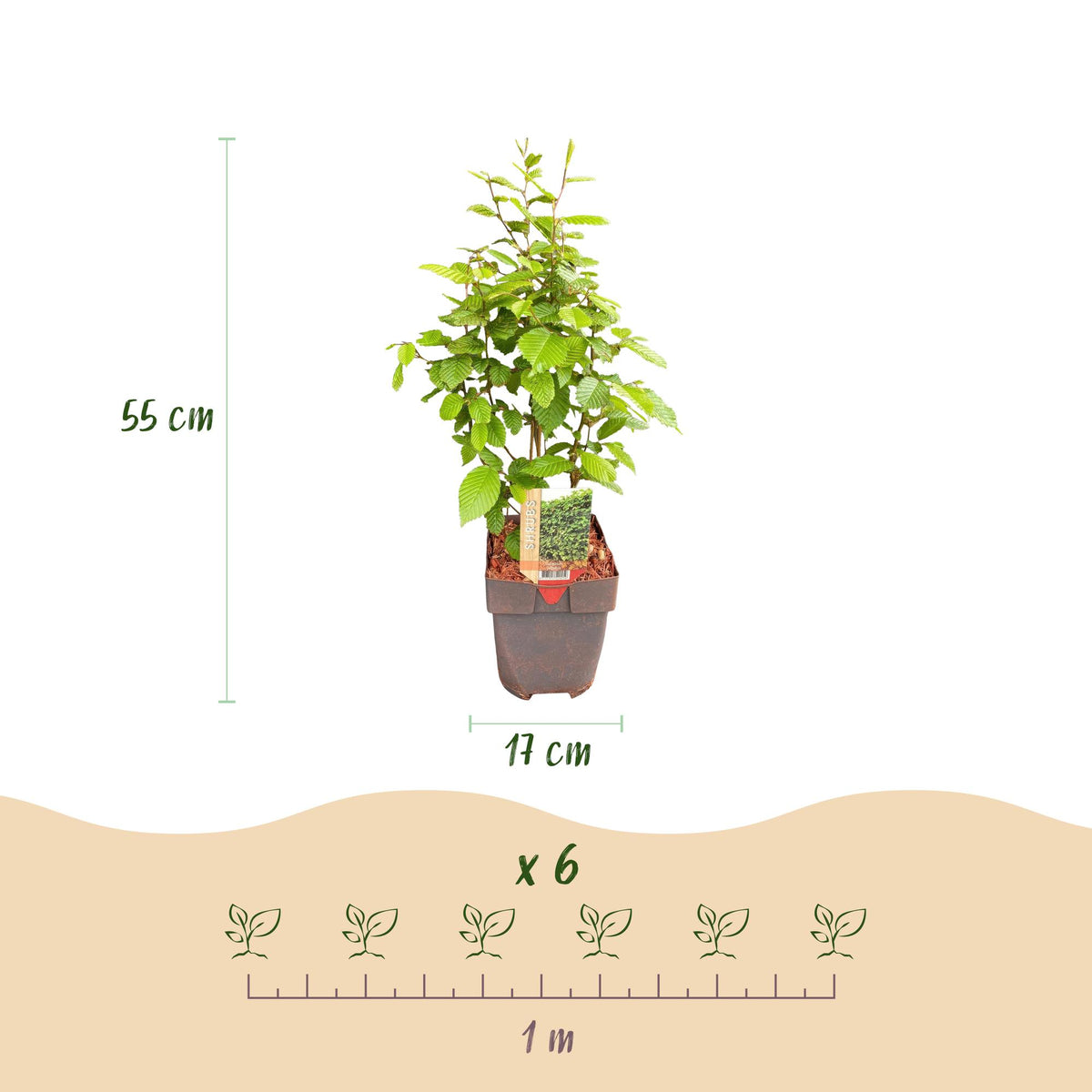 Carpinus betulus (haagbeuk) – 6 planten, Ø17 cm, 55 cm hoog