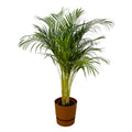 Areca palm (Dypsis) in Greenville Round-sierpot bruin – Ø24 cm, 130 cm hoog