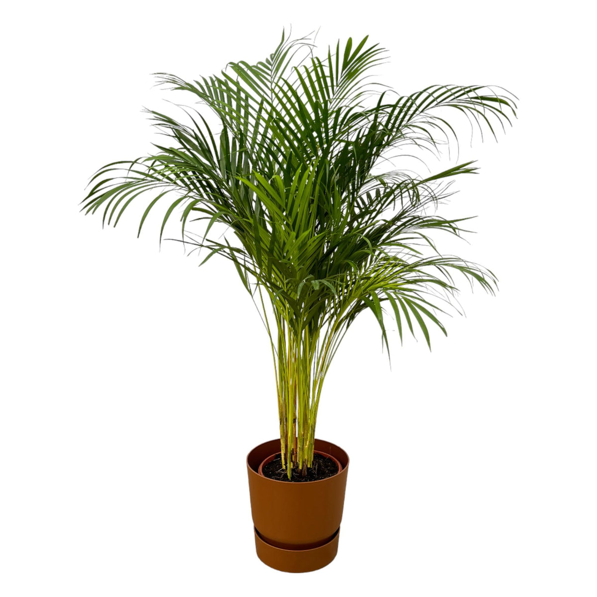 Areca palm (Dypsis) in Greenville Round-sierpot bruin – Ø24 cm, 130 cm hoog