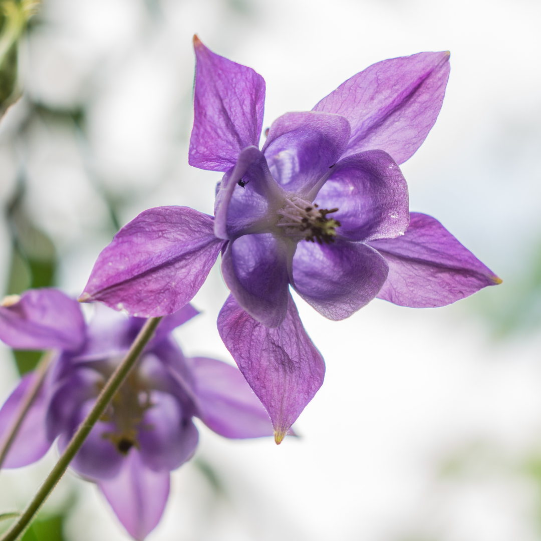 Aquilegia vulgaris (Aronstab) – 12 Pflanzen, Ø 9 cm, 10–25 cm hoch – Bild 6