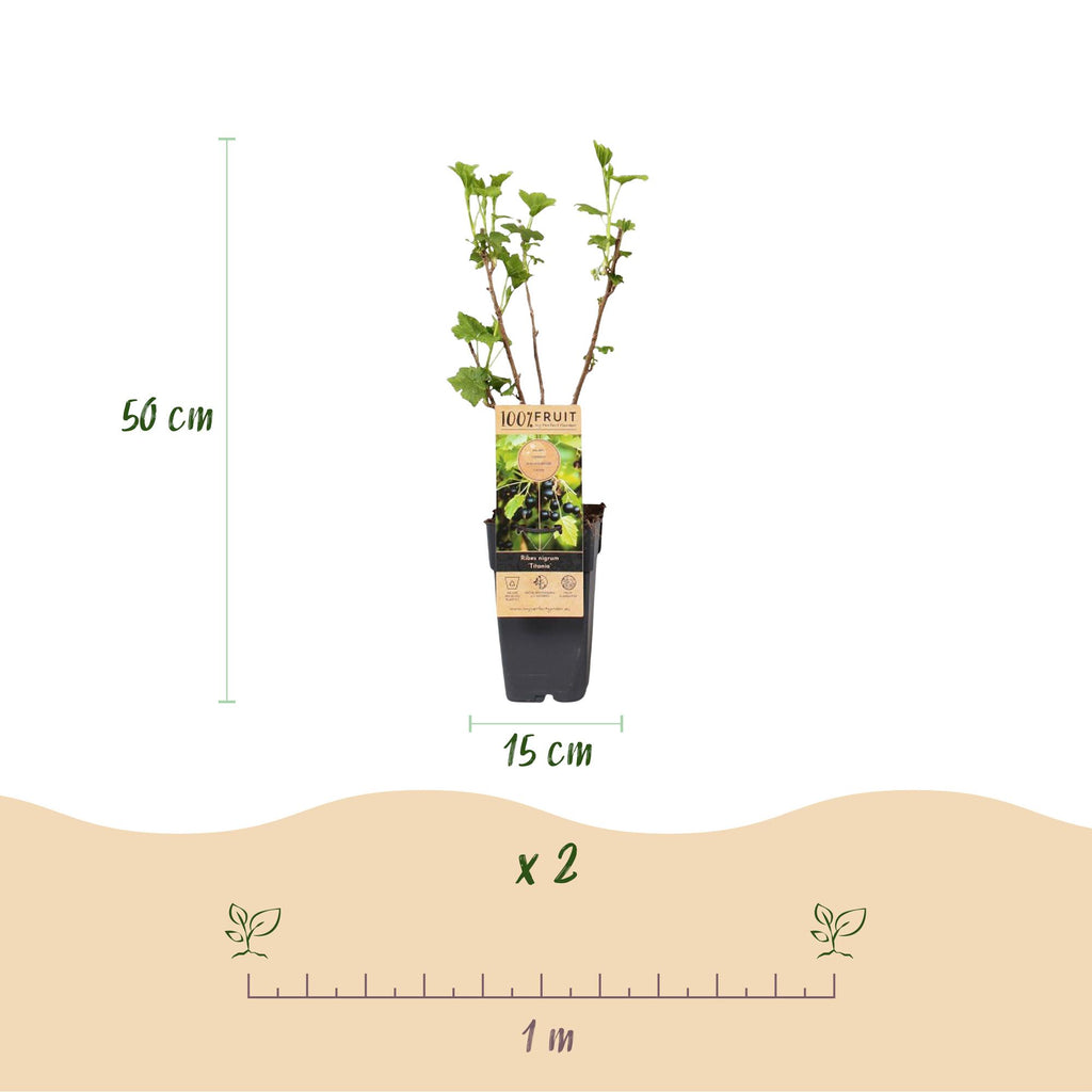 Ribes nigrum 'Titania' (cassis) – 2 plants, Ø15 cm, 50 cm de haut – photo 3