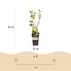 Ribes nigrum 'Titania' (cassis) – 2 plants, Ø15 cm, 50 cm de haut