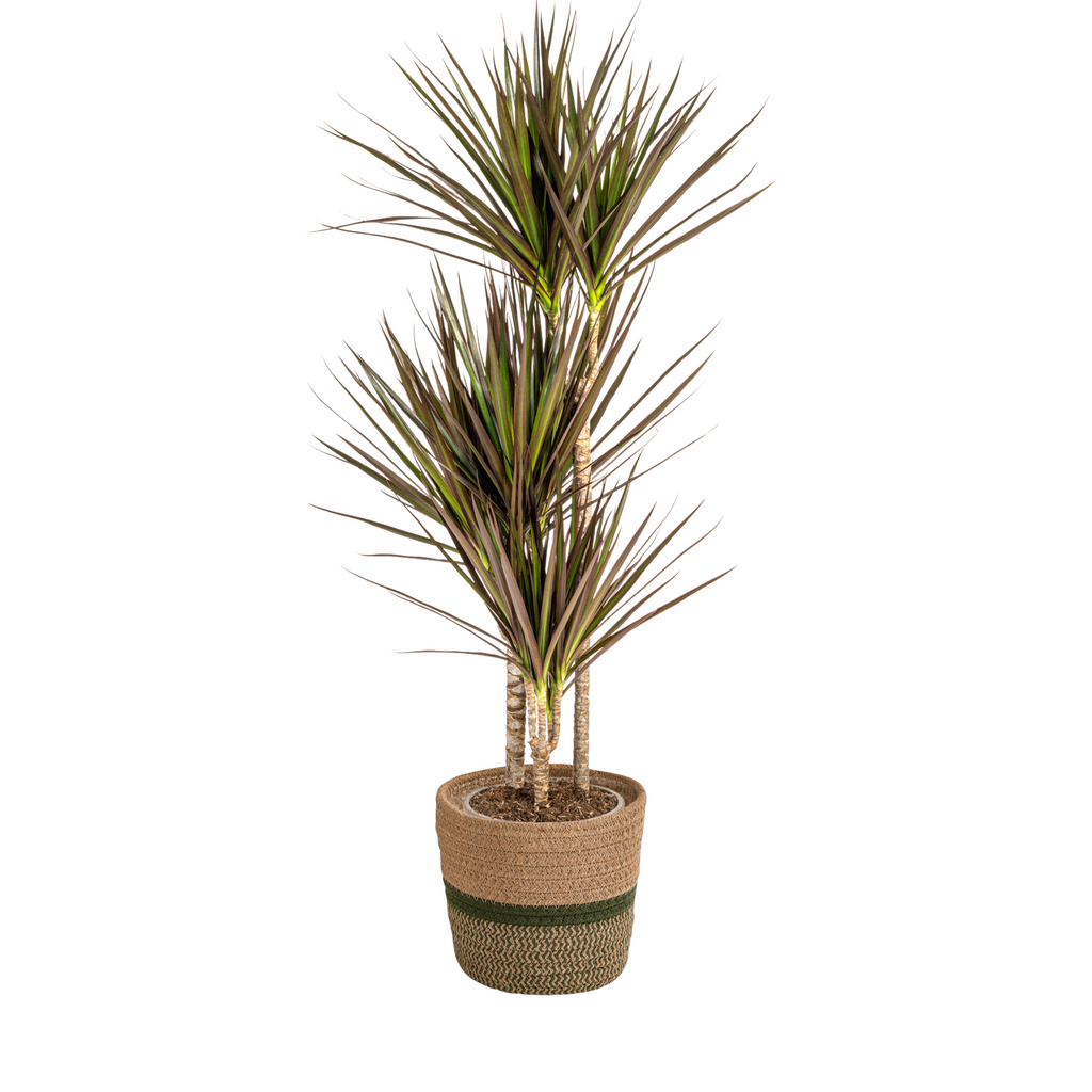 Dracaena marginata Magenta (Drachenbaum) mit Korb – Ø 21 cm, 110–130 cm hoch