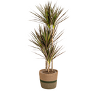 Dracaena marginata Magenta (Drachenbaum) mit Korb – Ø 21 cm, 110–130 cm hoch