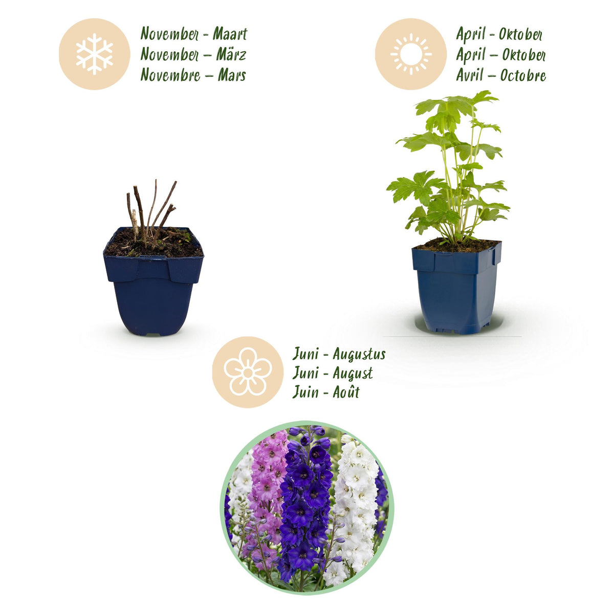 Delphinium 'Tricolour' (Sch intentionssporn) – violett-rosa-weiß – 12 Pflanzen, Ø11 cm, 15–25 cm hoch – Bild 4