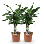 2× Dracaena fragrans Steudneri (drakenboom) – Ø17 cm, 50–55 cm hoog