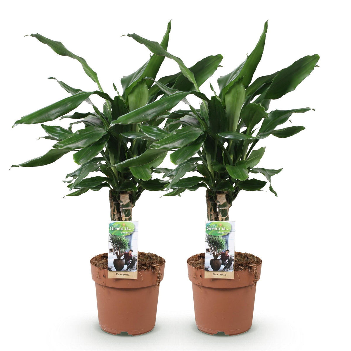 2× Dracaena fragrans Steudneri (drakenboom) – Ø17 cm, 50–55 cm hoog