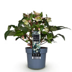 Helleborus 'Diamfire' (grøn blomst) – Ø19 cm, 40 cm høj