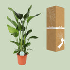 Strelitzia nicolai (weiße Paradiesvogelblume) – Ø24 cm, 110 cm hoch