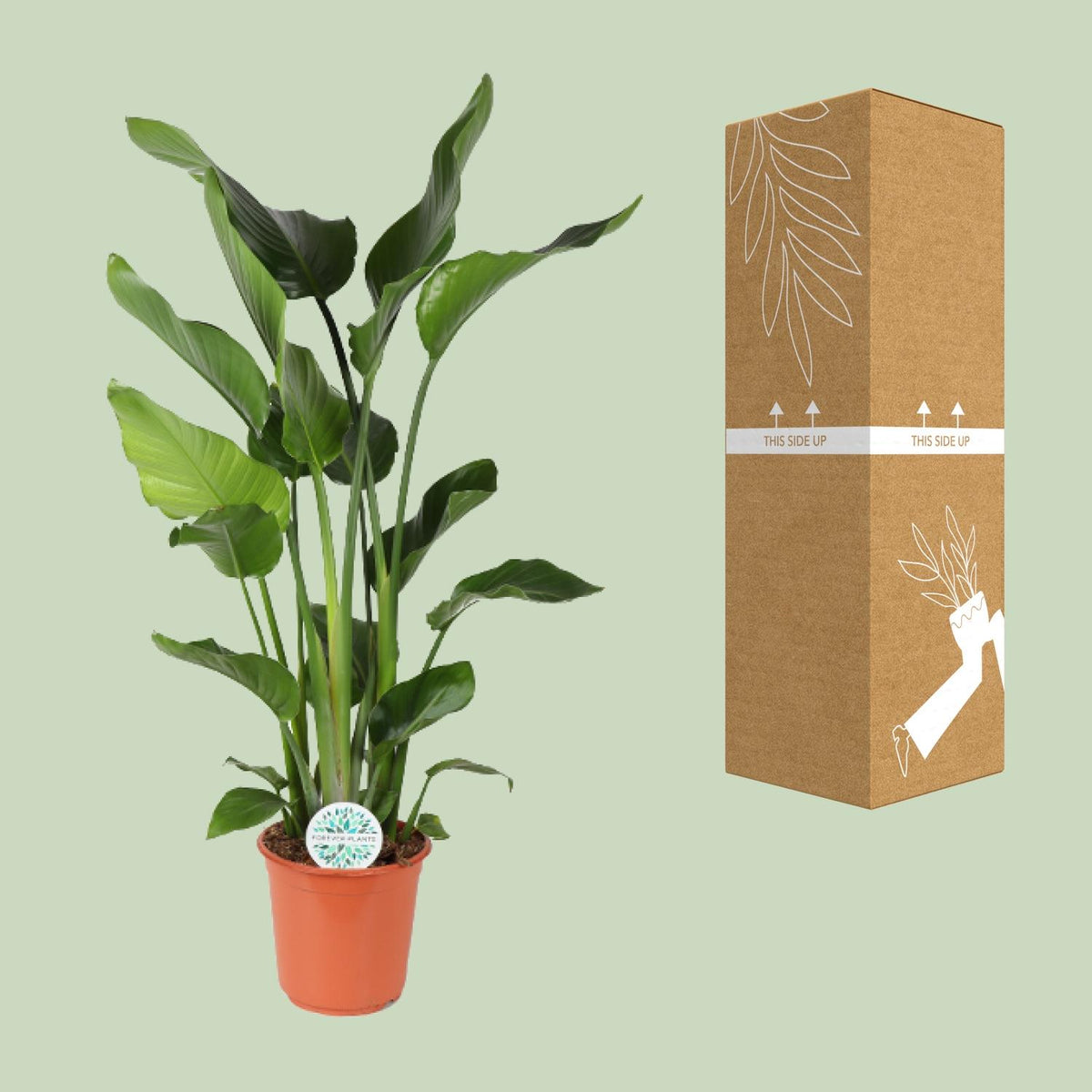 Strelitzia nicolai (weiße Paradiesvogelblume) – Ø24 cm, 110 cm hoch – Bild 3