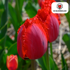 Tulpe 'Masterpeace' – 20 Blumenzwiebeln (Zwiebelgröße 11/12)