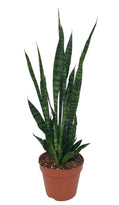 Sansevieria Zeylanica (svigermors tunge) – Ø17 cm, 75 cm høj