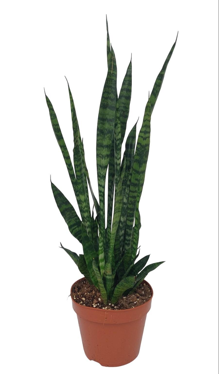 Sansevieria Zeylanica (svigermors tunge) – Ø17 cm, 75 cm høj