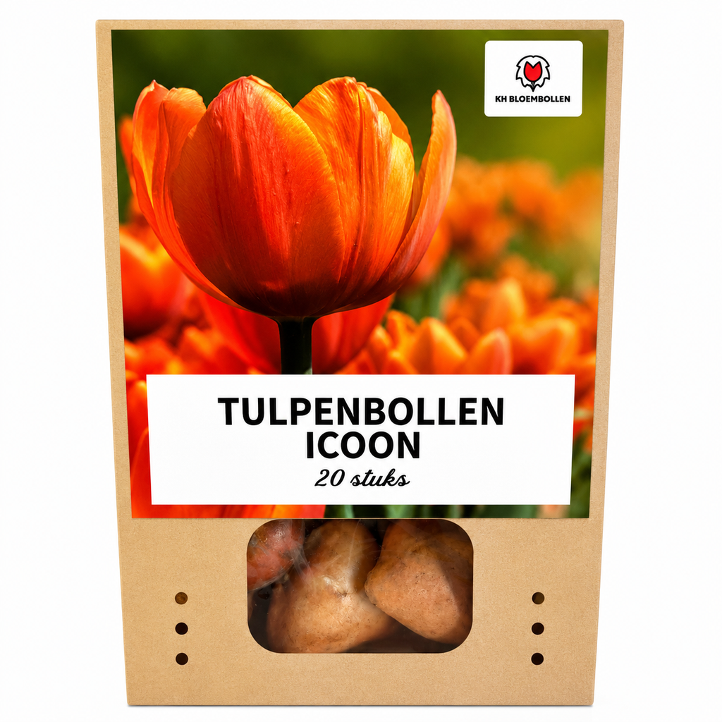 Tulpe 'Icoon' – 20 Blumenzwiebeln (Zwiebelgröße 11/12)