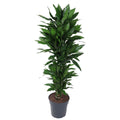 Dracaena Janet Lind vertakt (drakenboom) – Ø27 cm, 140 cm hoog
