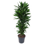 Dracaena Janet Lind vertakt (drakenboom) – Ø27 cm, 140 cm hoog