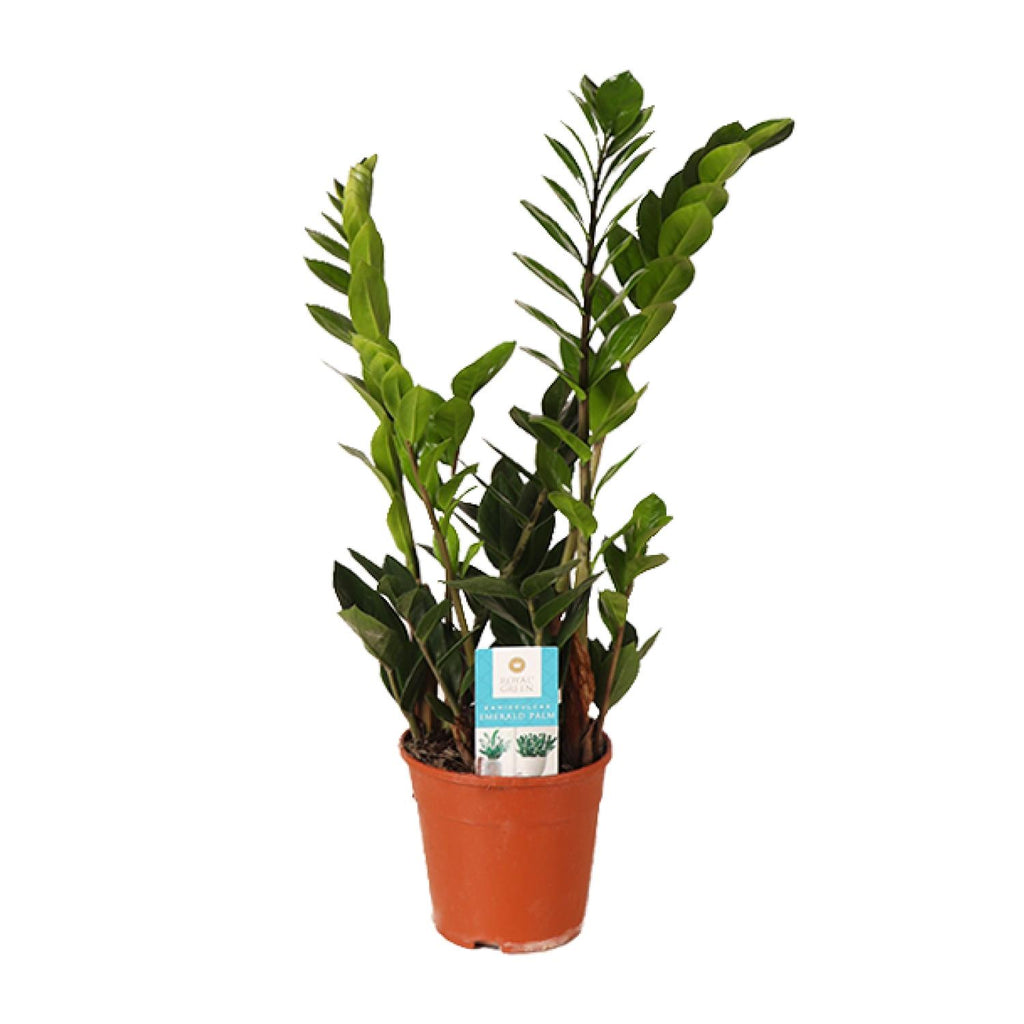Zamioculcas zamiifolia (zz-plant) – Ø14 cm, 45 cm hoog