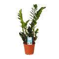 Zamioculcas zamiifolia (zz-plant) – Ø14 cm, 45 cm hoog