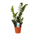 Zamioculcas zamiifolia (zz-plant) – Ø14 cm, 45 cm hoog