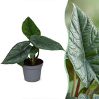 Alocasia Scalprum (elefantøre) – Ø6 cm, 15 cm høj