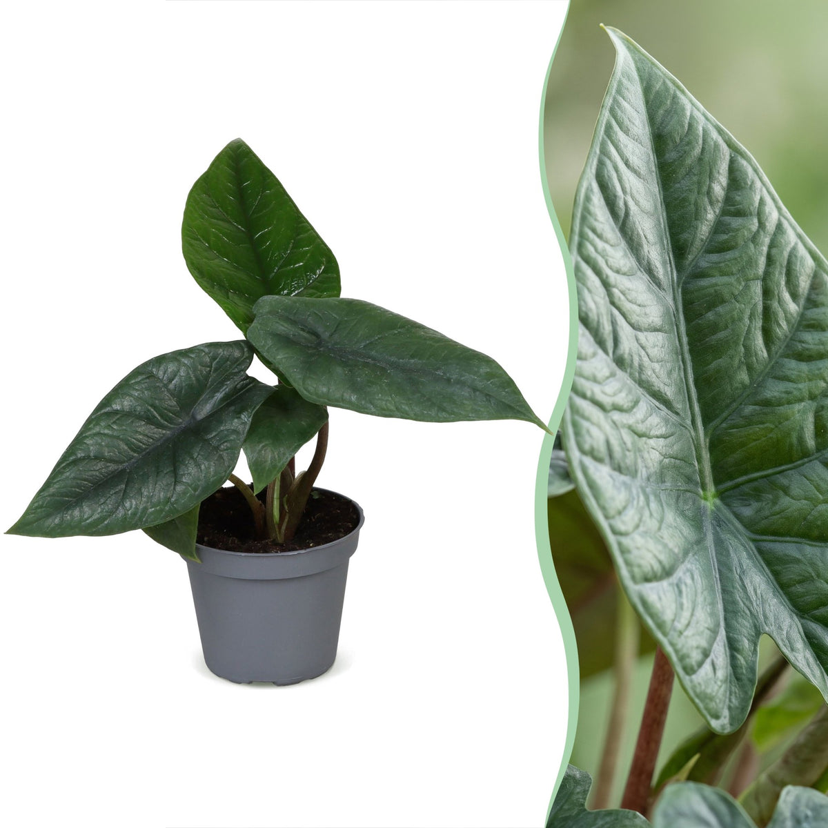 Alocasia Scalprum (elefantøre) – Ø6 cm, 15 cm høj