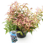 Leucothoe 'Makijaz' (braun) – Ø17 cm, 45 cm hoch