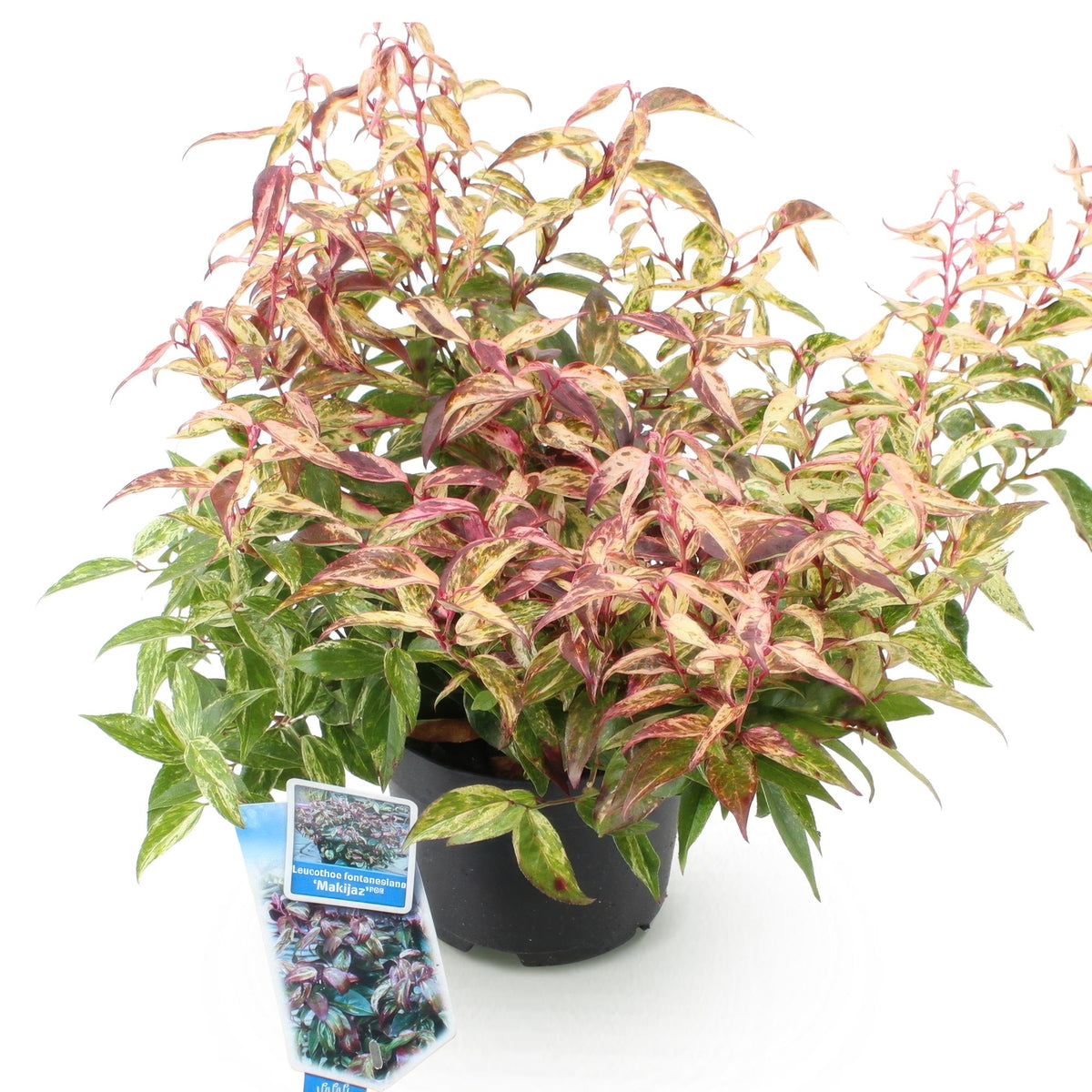 Leucothoe 'Makijaz' (braun) – Ø17 cm, 45 cm hoch – Bild 2