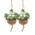 2× Pilea Peperomiodes – Ø15 cm, 20 cm høj