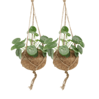 2× Pilea Peperomiodes – Ø15 cm, 20 cm høj