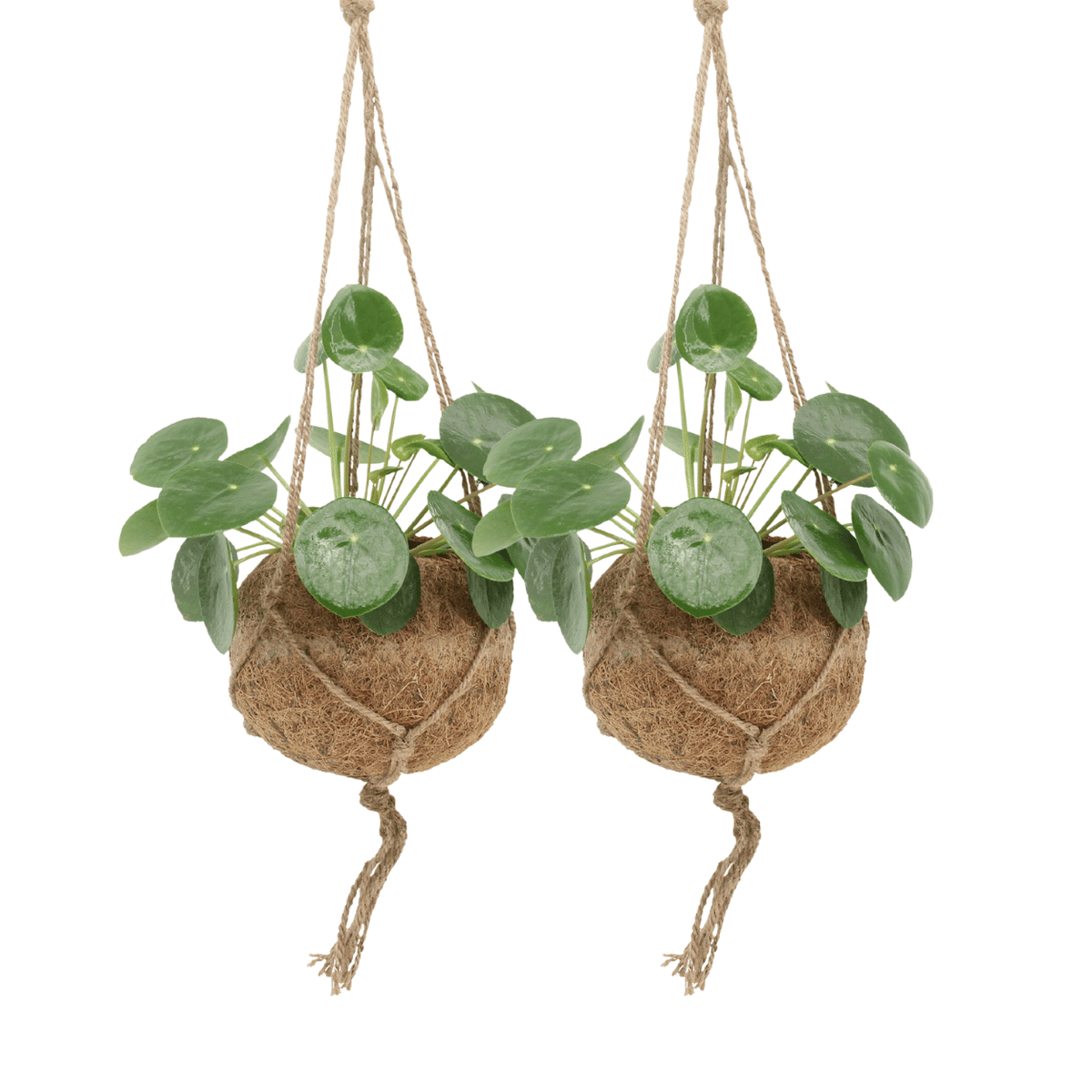 2× Pilea Peperomiodes – Ø15 cm, 20 cm høj