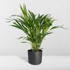 Dypsis lutescens (gul palm) – Ø17 cm, 60 cm hög