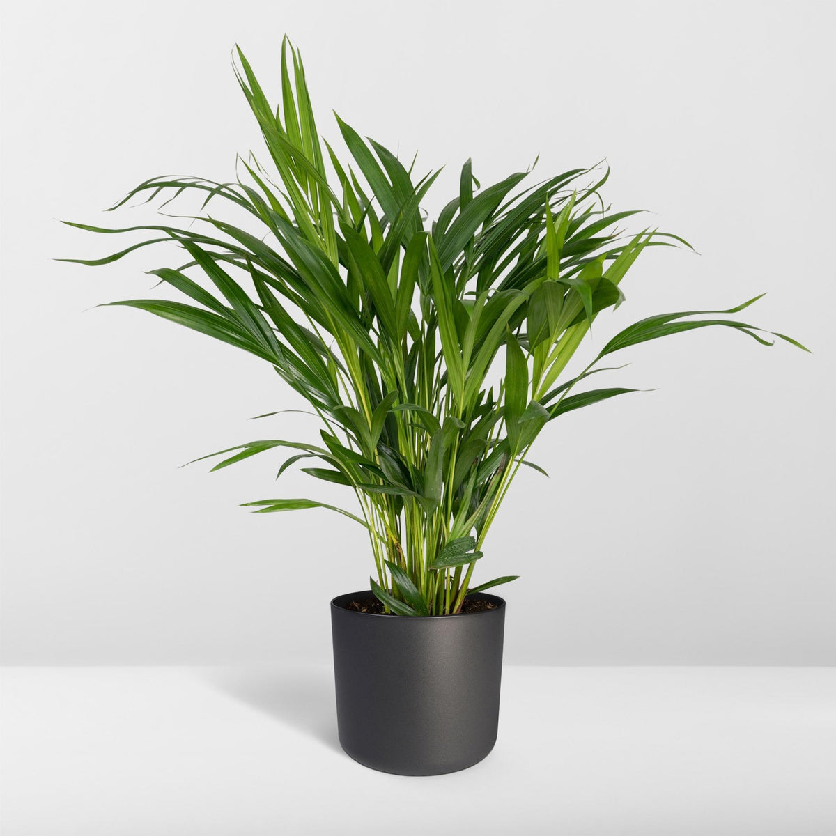 Dypsis lutescens (gul palm) – Ø17 cm, 60 cm hög