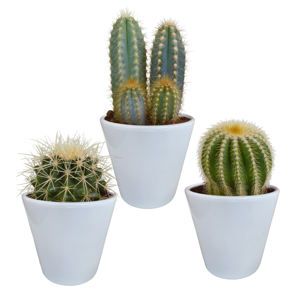 Mélange de cactus (Cactaceae) en pot blanc – Ø10 cm, 18 cm de haut