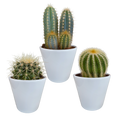 Mélange de cactus (Cactaceae) en pot blanc – Ø10 cm, 18 cm de haut