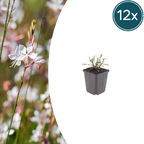 Gaura l. 'Whirling Butterflies' (gaura) – 12 plants, Ø9 cm, 10–25 cm de haut
