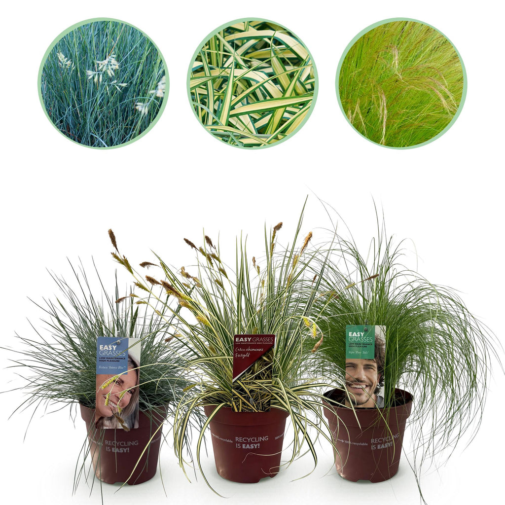 Ziergräser – blau-gelb – 3 Pflanzen, Ø 17 cm, 50 cm hoch